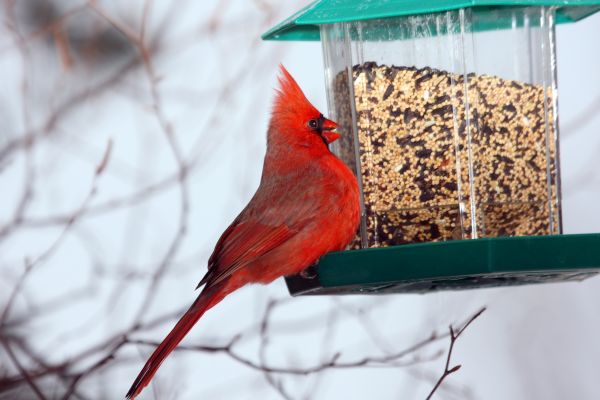 Cost of Bird Feeder Hanging in Palatine